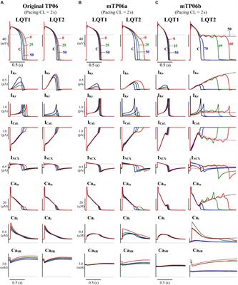 Multiple Dynamical Mechanisms of Phase-2 Early Afterdepolarizations in a Human Ventricular Myocyte Model: Involvement of Spontaneous SR Ca2+Release